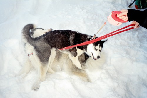 Sleddog Rateče 2007  - foto povečava