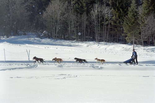 Sleddog Rateče 2007  - foto