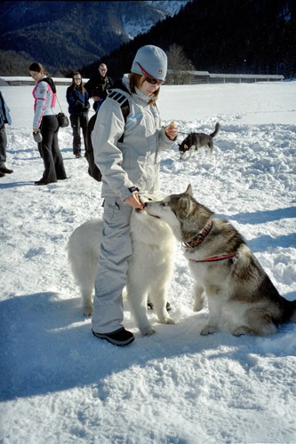 Sleddog Rateče 2007  - foto