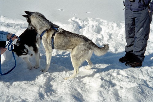 Sleddog Rateče 2007  - foto povečava