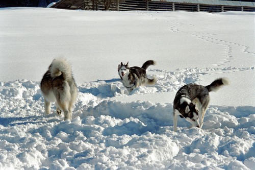 Sleddog Rateče 2007  - foto