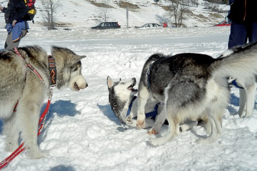 Sleddog Rateče 2007  - foto povečava