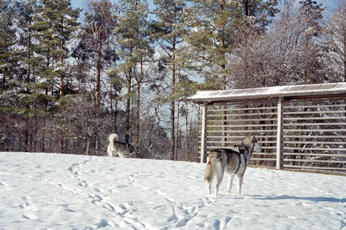 Aska in Živa - 27.1.2007 - foto povečava