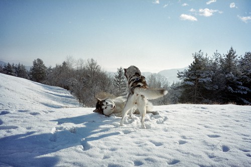 Aska in Živa - 27.1.2007 - foto povečava