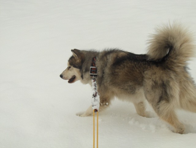 Aska marec 2007- razno - foto povečava