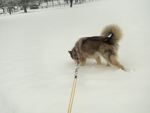 Aska marec 2007- razno - foto povečava