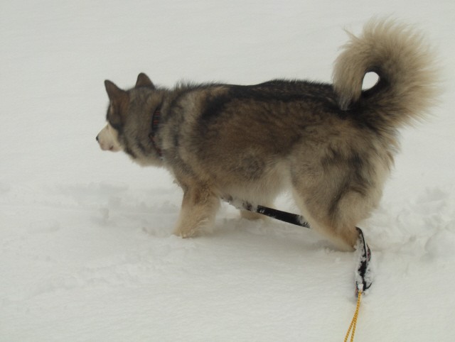 Aska marec 2007- razno - foto povečava