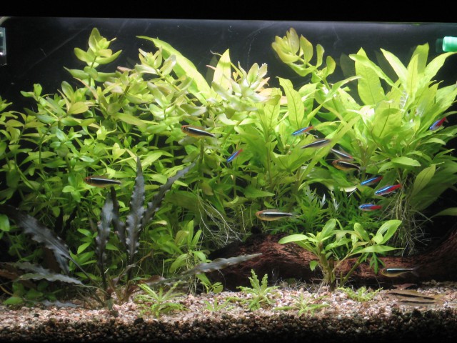 Akvarij - foto