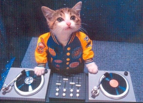 cats can also be dj/s