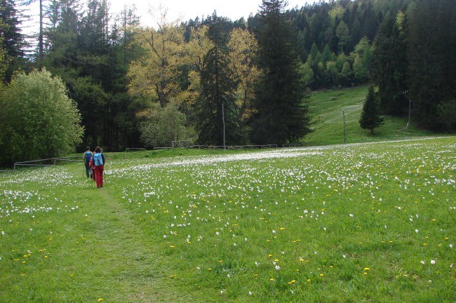 Golica - Struška 11.5.2008 - foto povečava