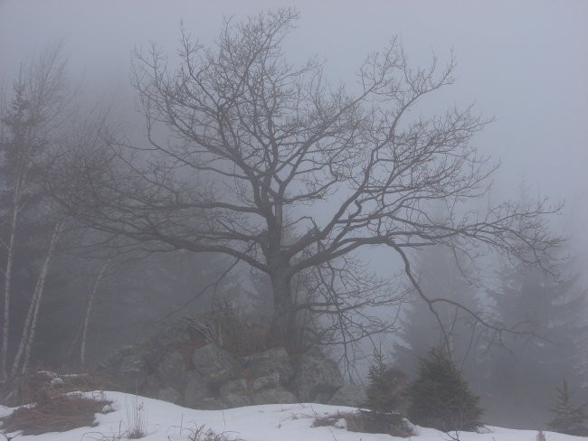 Lepenatka -Veliki Rogatec 17.2.2007 - foto povečava