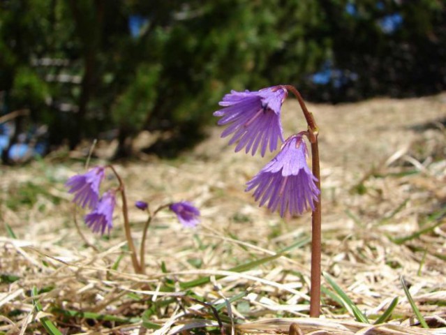 Hudičev boršt-Mali Grintovec-Kališče 21.4.200 - foto