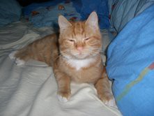 Mefisto - foto povečava