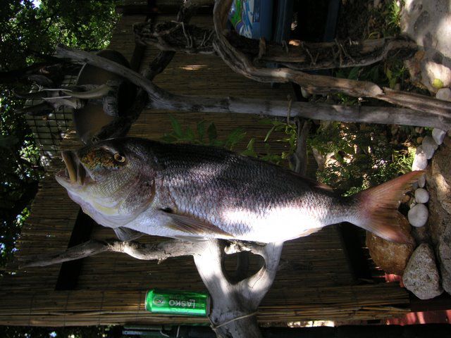KRK 2009 - foto