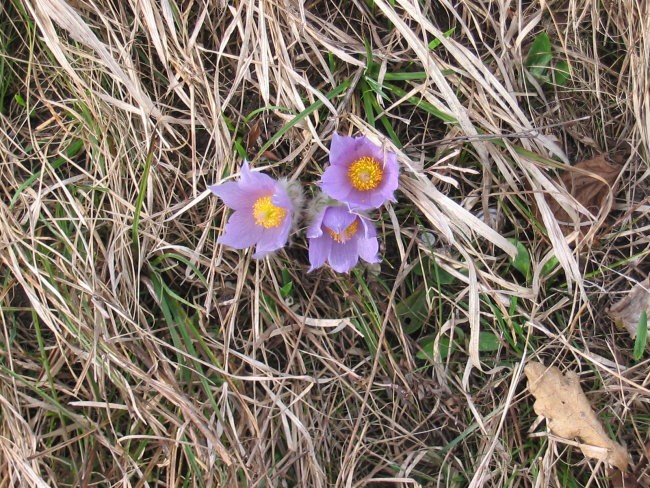 Velika noč 2005 - foto povečava