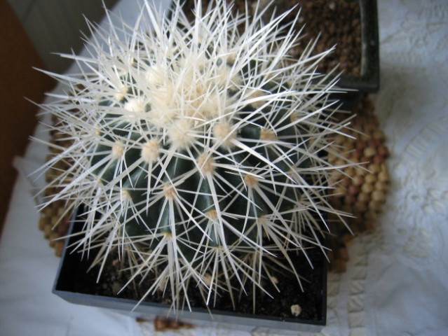 Echinocactus grusonii alba