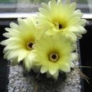 Notocactus tureckeianus 2