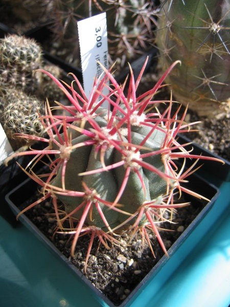 Ferocactus gracilis coloratus
