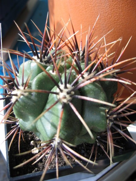 Gymnocalycium achirasense v. chacrasense 
