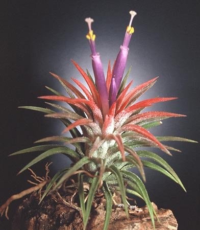 Tillandsia ionantha rubra