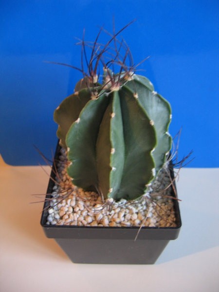 Astrophytum senile