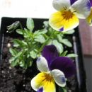 Divja mačeha; (lat. Viola Tricolor herba)