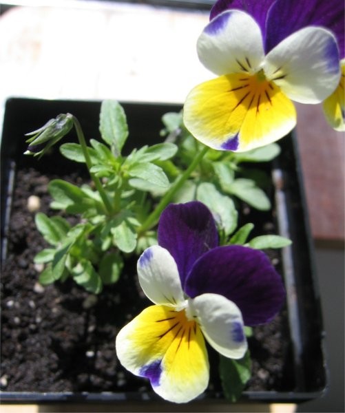 Divja mačeha; (lat. Viola Tricolor herba)