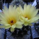 Notocactus submammulosus ssp. pampeanus