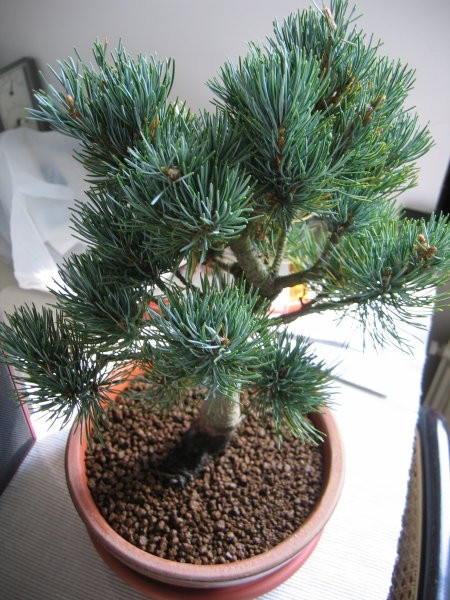 Pinus pentaphylla
Beli japonski bor