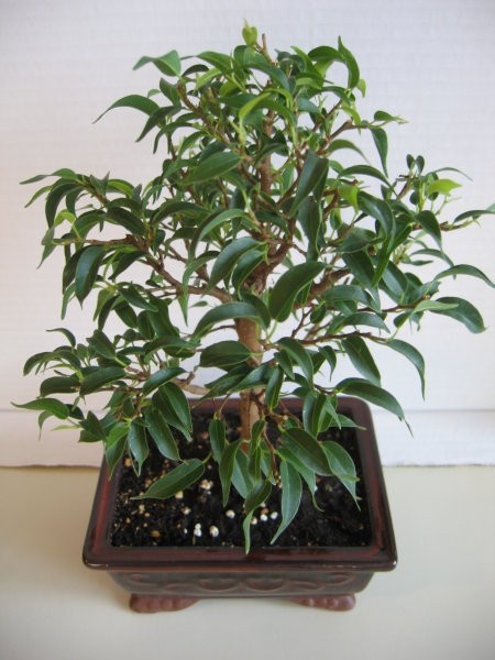 Ficus pandora