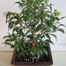 Ficus pandora