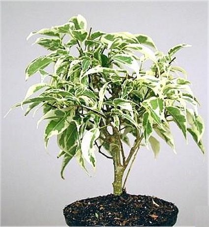Ficus 