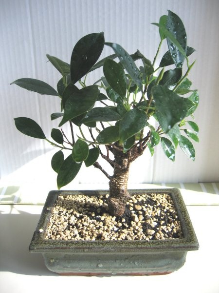 Ficus retusa – kitajsko figovo drevo 