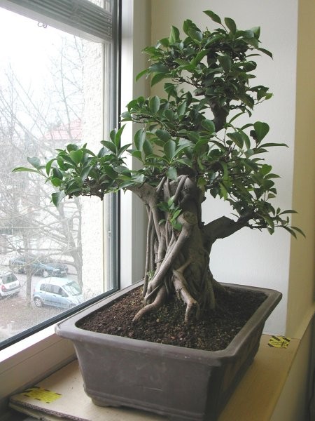 Bonsai - foto povečava