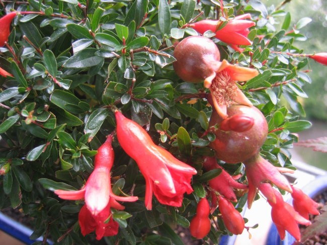 Bonsai - foto povečava