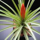 Tillandsia caulescens
