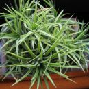 Tillandsia ion.