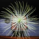 Tillandsia andreana
