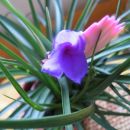 Tillandsia cyanea