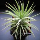 Tillandsia ionantha rubra
