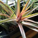 Tillandsia brachycaulos abdida
