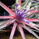 Tillandsia brachycaulos abdida