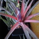 Tillandsia brachycaulos abdida