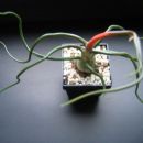 Tillandsia bulbosa
