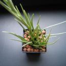 Tillandsia albertiana PULK
