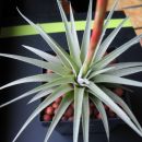Tillandsia espinosae (Vriesea)
