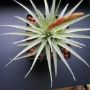 Tillandsia espinosae (Vriesea)
