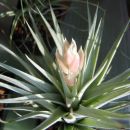 Tillandsia meridionalis