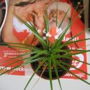 Tillandsia caulescens