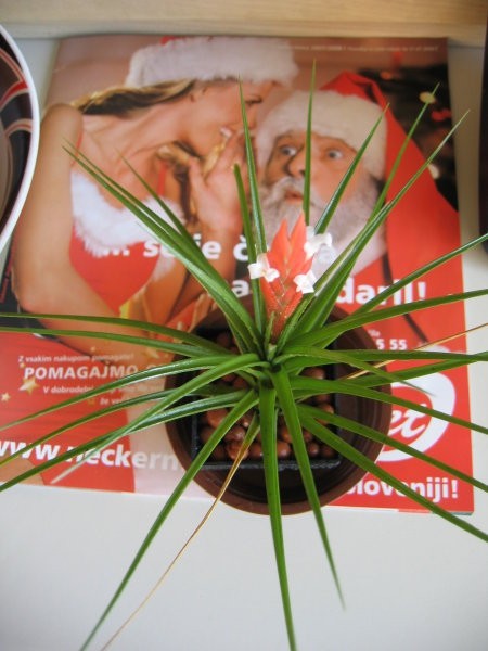 Tillandsia caulescens